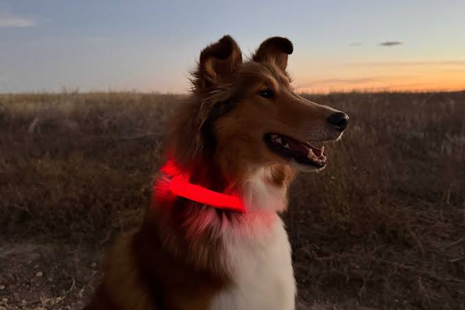 LED Night Time Safety Dog Collar