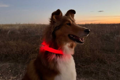 LED Night Time Safety Dog Collar